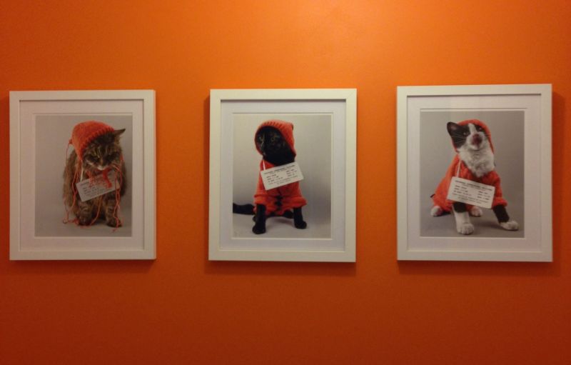 The Katnip Kartel :)