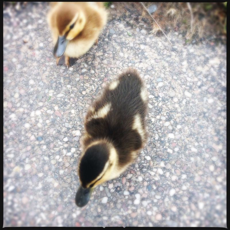 Ducklings, Little Moreton Hall