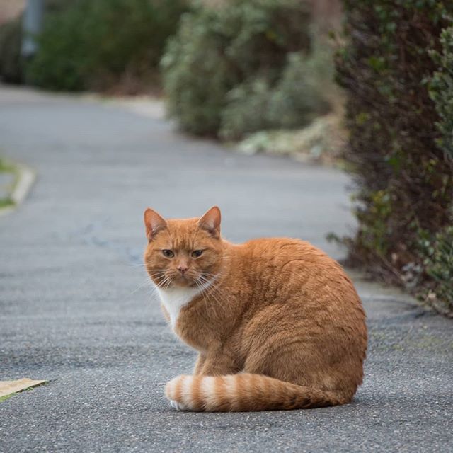 When you go out to test your new lens on the local wildlife and the neighbourhood ginger Tom wants to make friends.jpg