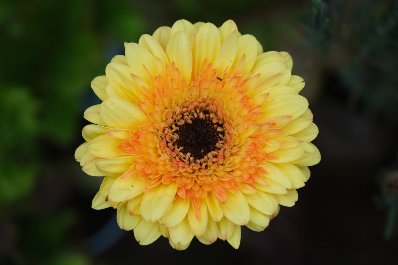 A photo of a geranium from my garden which I took with my new Fujifilm X-T4
