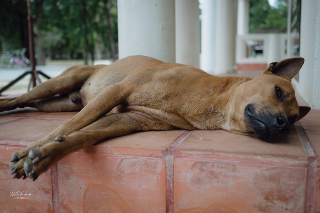 A Thai dog lounges in the heat of the day in Sukhothai