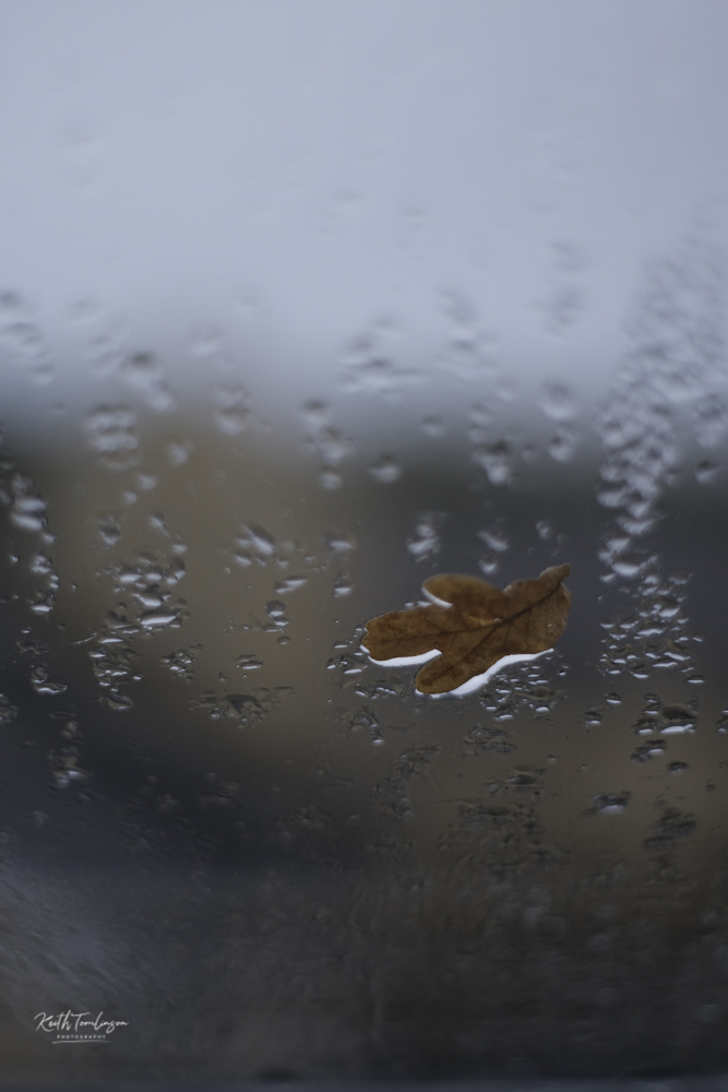 A leaf, clinging onto my roof window