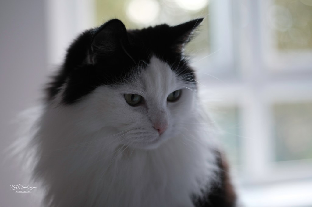 A photograph of my black and white cat Tilly