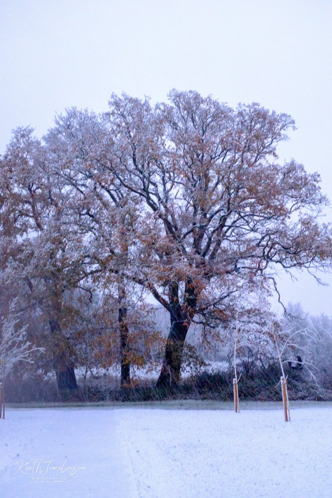 An oak tree covered in autumnal leaves and winter snow 
