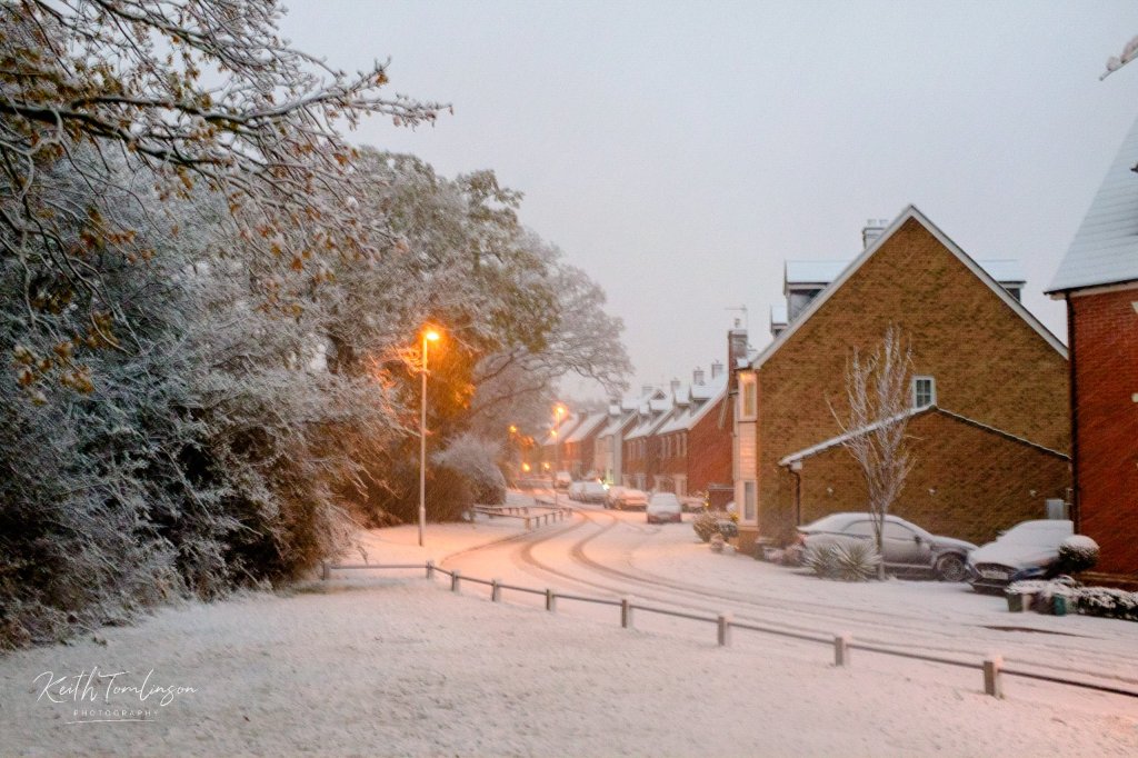 Snowy avenue of trees and houses 
