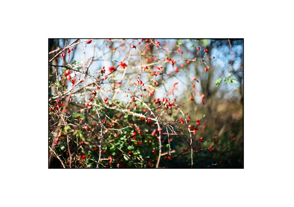 Close up photo of berries in a bush