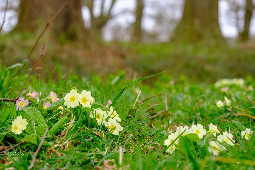 Primroses brining spring colour to the grounds of Blickling Hall