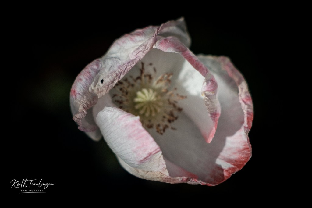 A photo of a pink and white poppy grown and captured in my garden