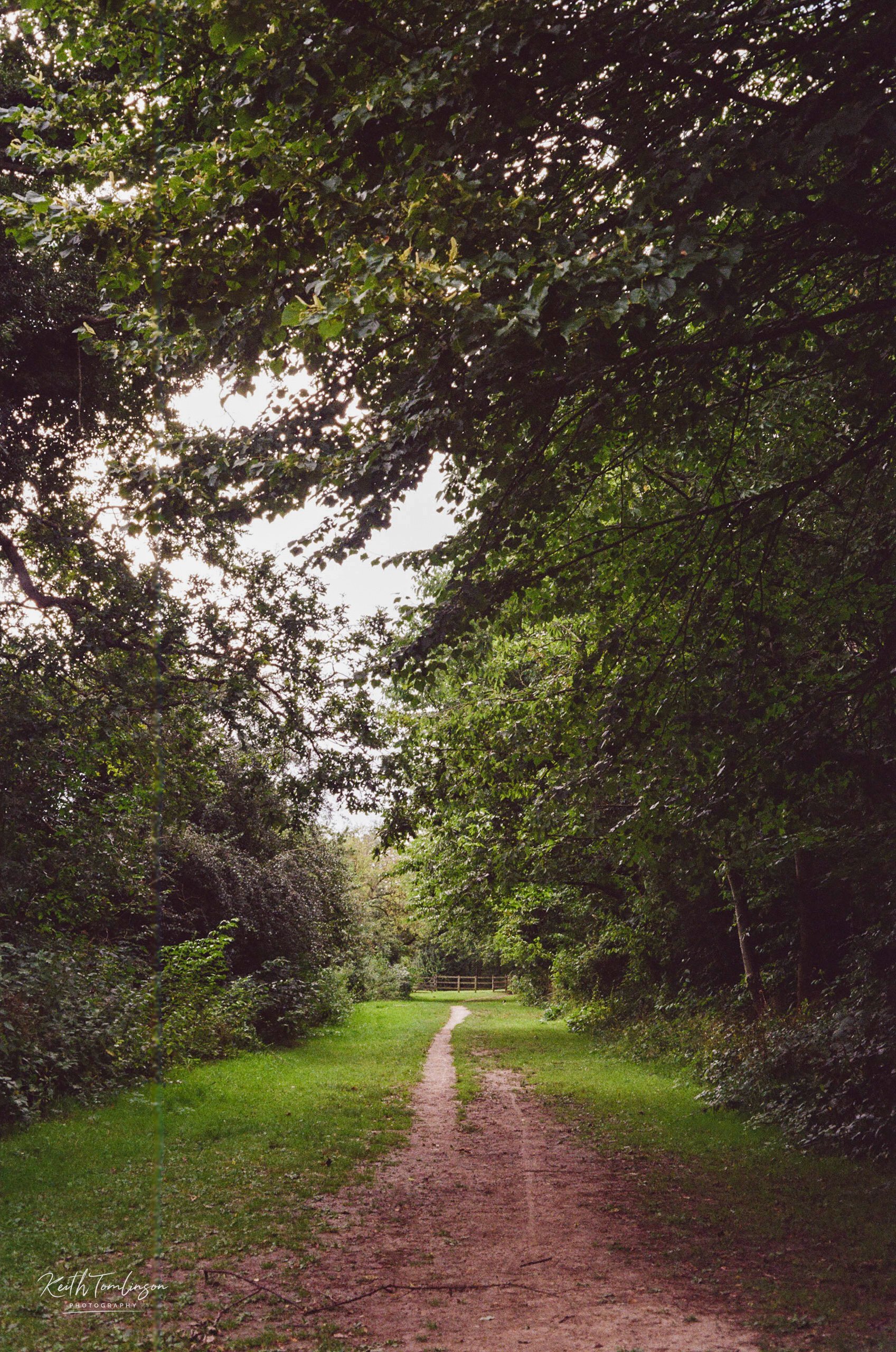 Tree lined path
