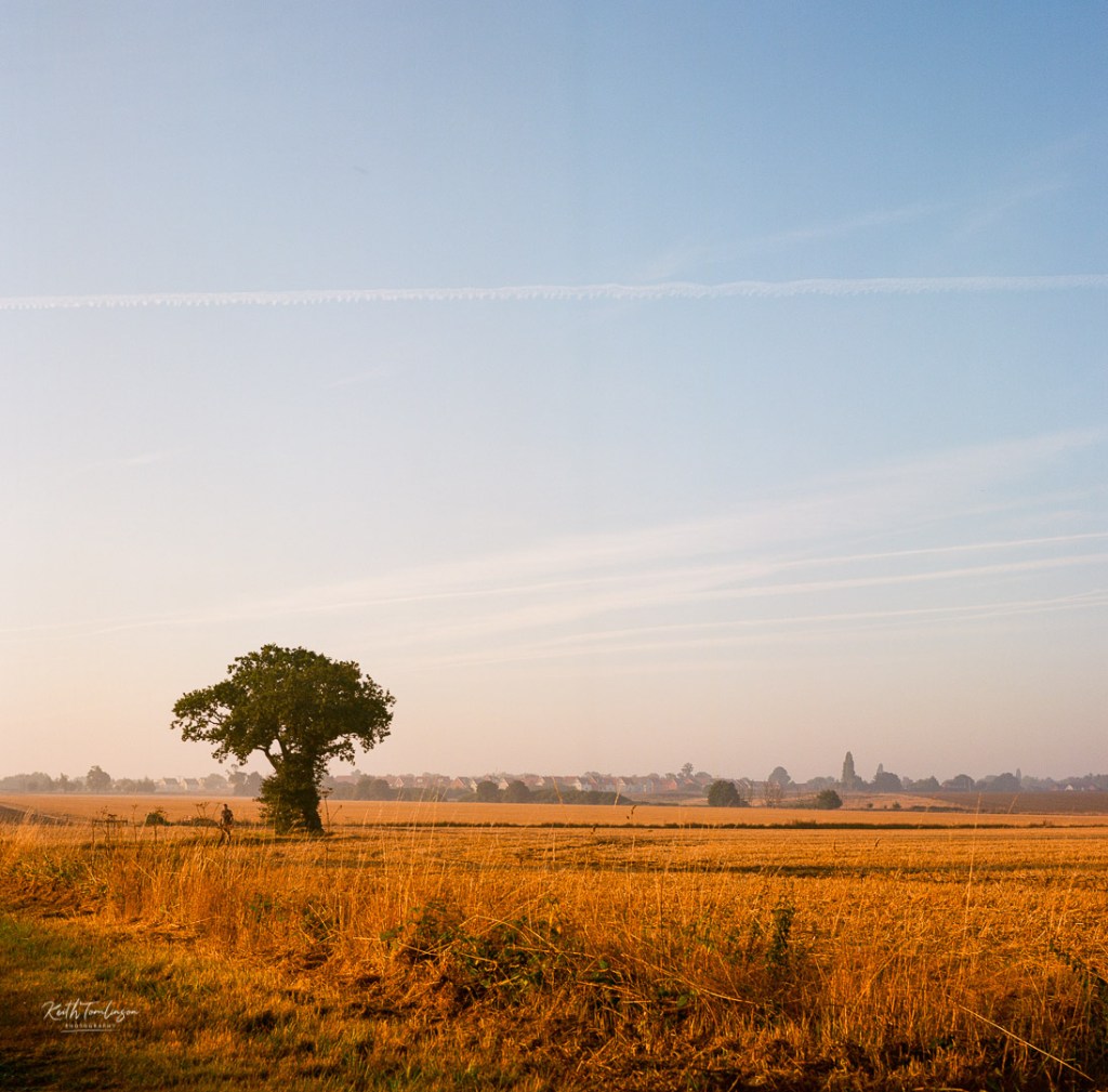 A man walking his dog, passes by a tree and open fields in Suffolk, England