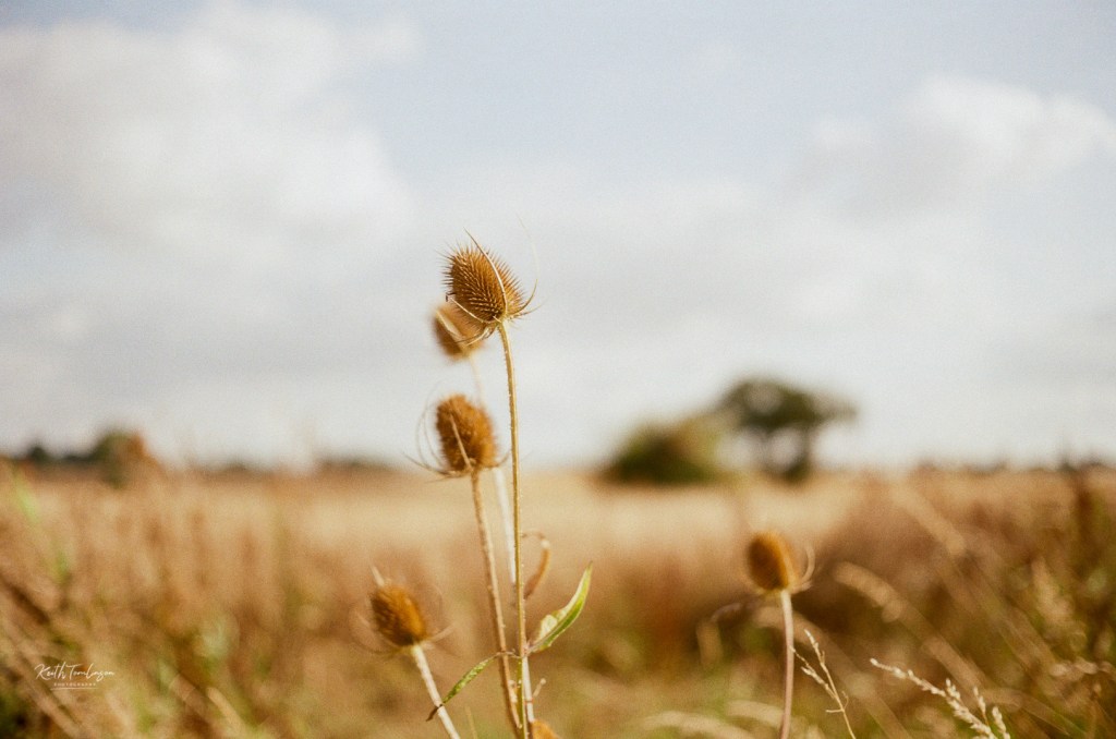 A thistle amongst others in a sun light field