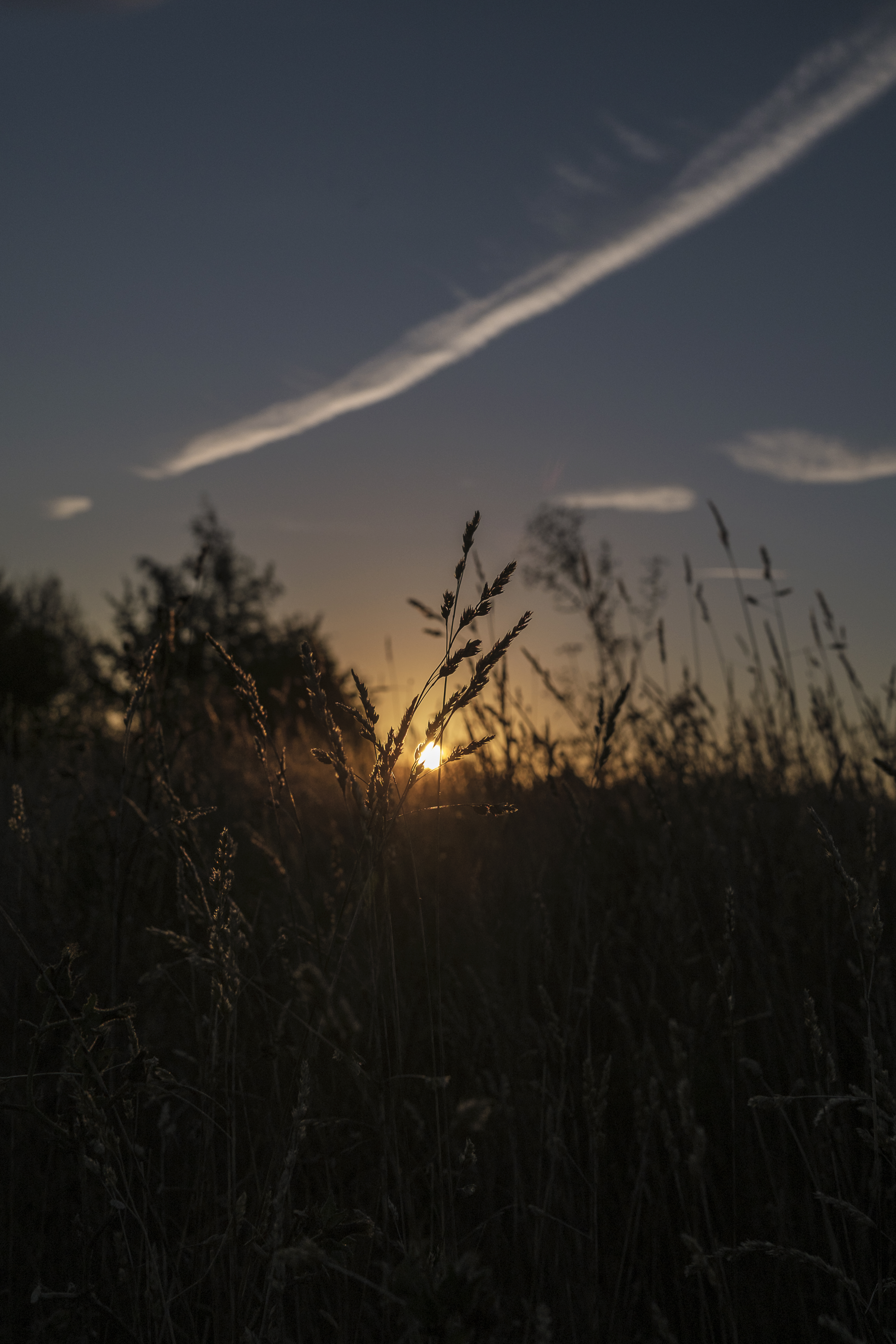 Sunrise through reeds
