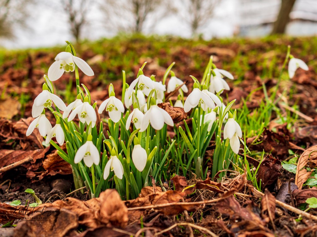 A cluster of Snowdrops