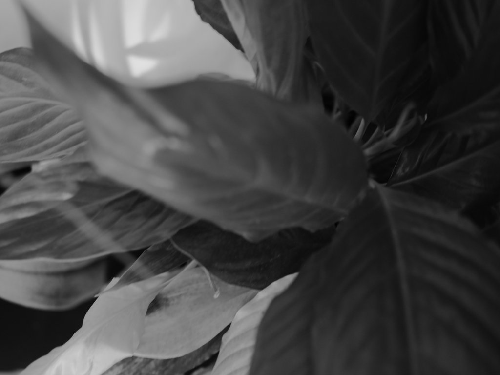 Abstract black and white photo of leaves of a Peace Lily