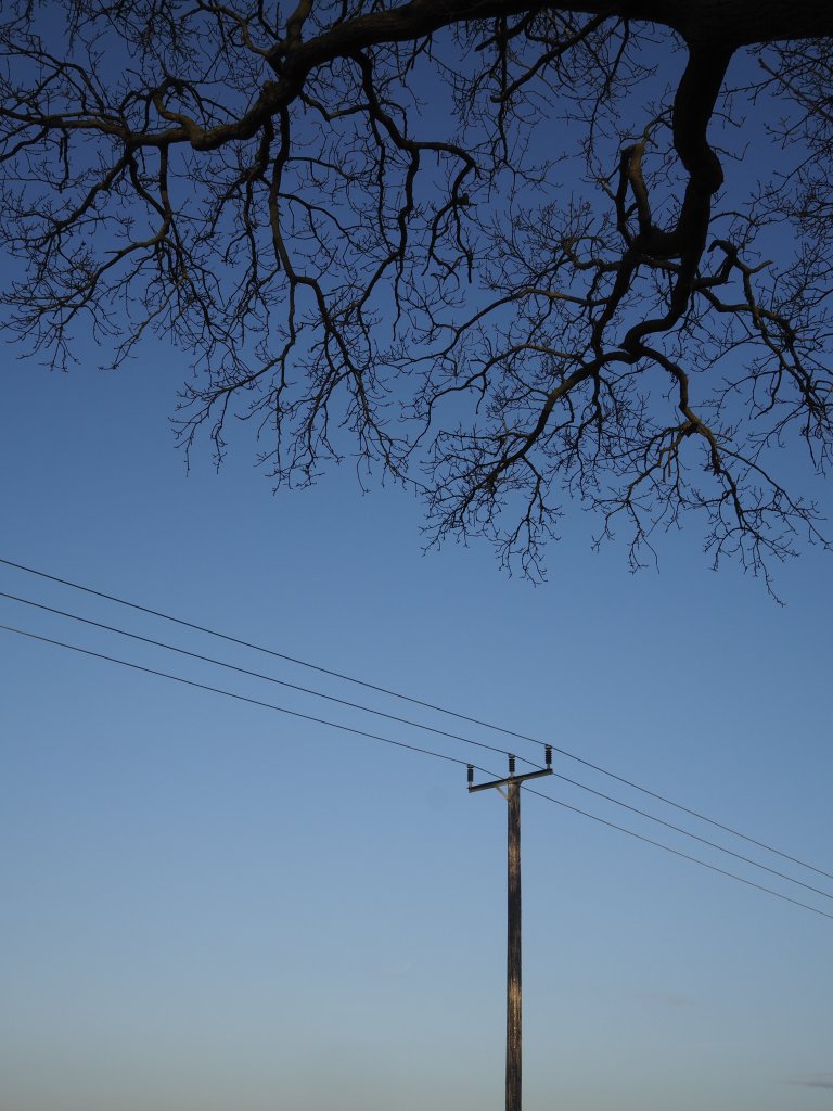 A tree and a telegraph pole 