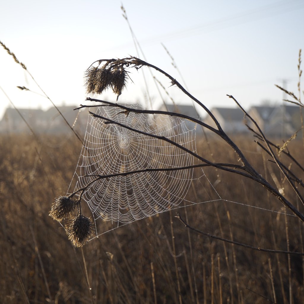 A spiders web glistens on the dawn sun as it clings onto a thistle