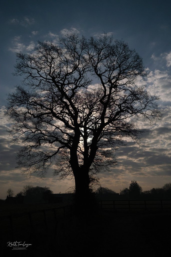 The shadow of a tree is sunrise sunlight 