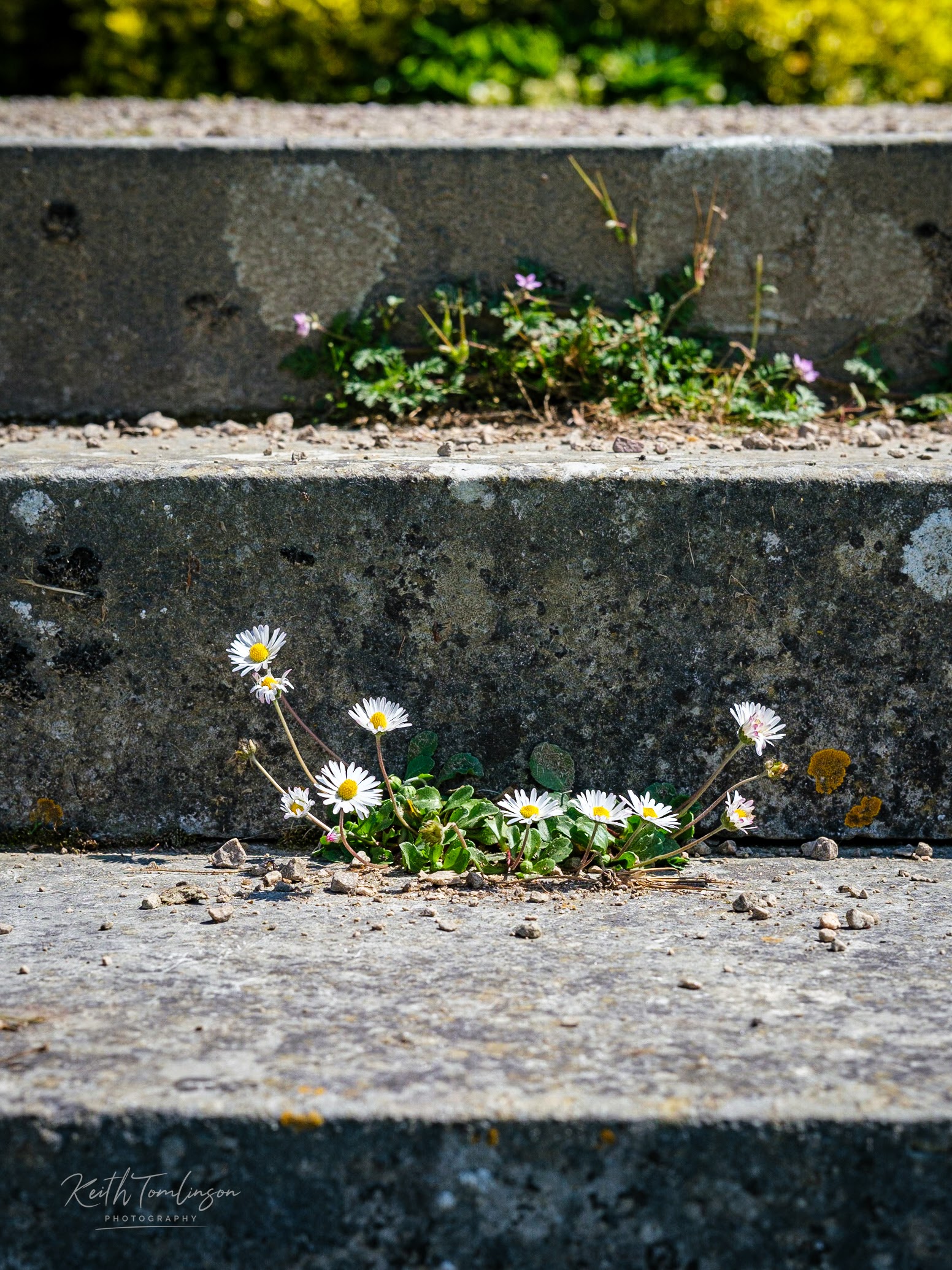 Small flowers in steps