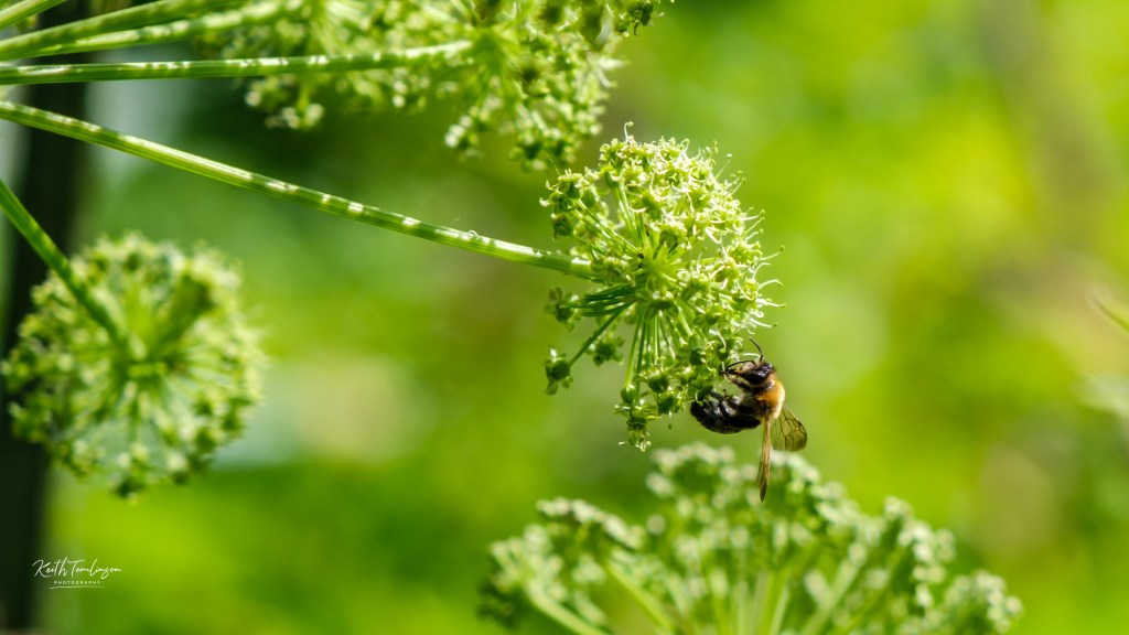 A bee pollinating an allium flower