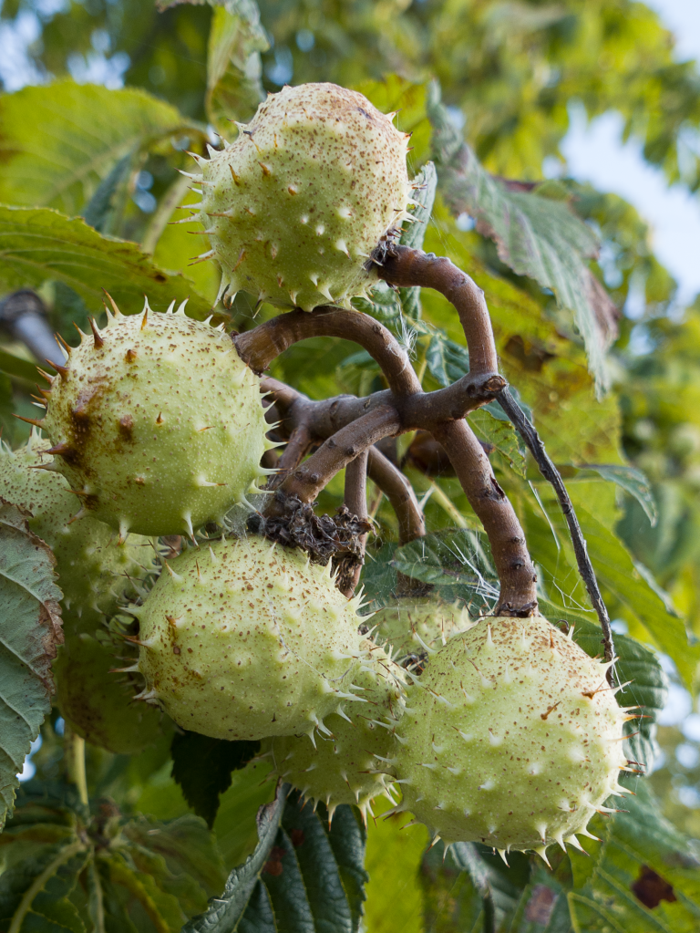 A close up of several spiky horse chestnut conkers in their spiky protective shells