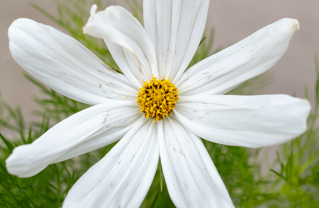 A close up of a white flower with large petals and a vibrant yellow stamen in the center