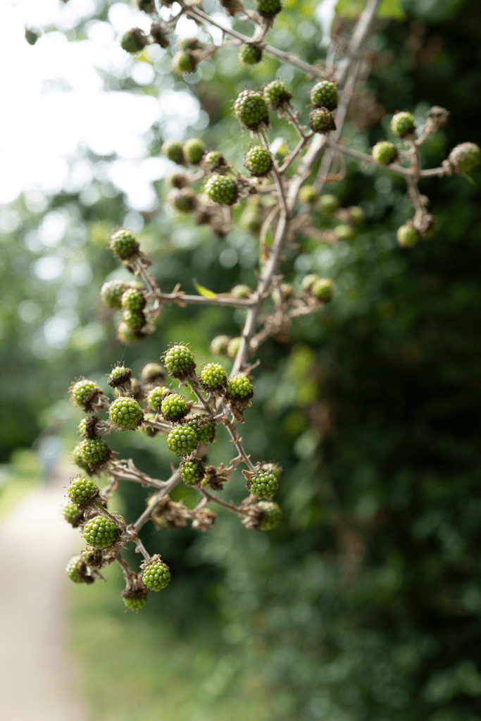 A photo of some blackberries on a branch, ready to ripen