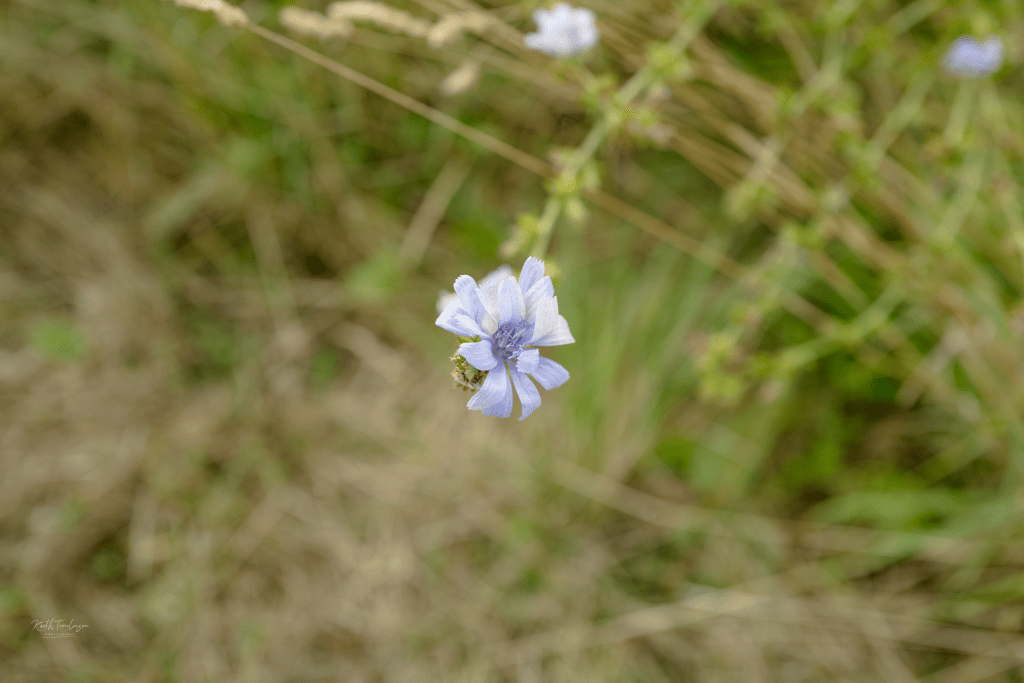 A tiny purple flower looks for attention in a field of grass